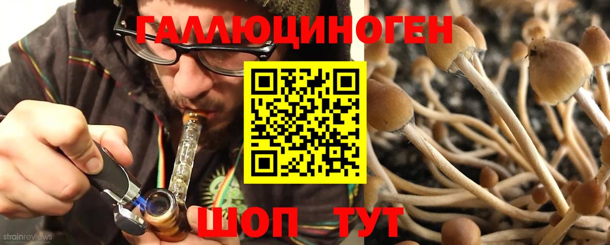 Галлюциногенные грибы Psilocybine cubensis Соль-Илецк